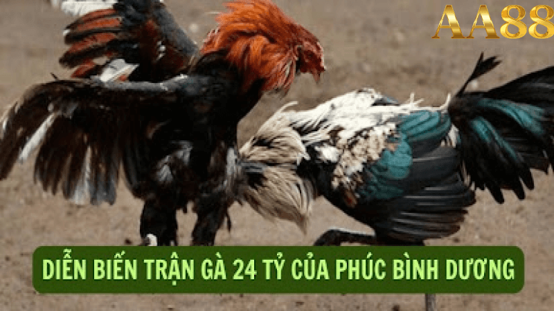 Kết quả cuộc đấu gà 24 tỷ tại sới Thomo