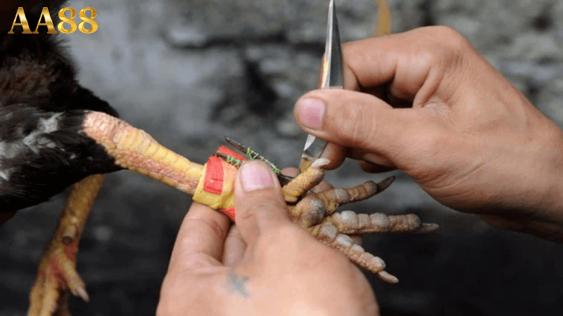 Trực tiếp đá gà cựa dao tại aa88
