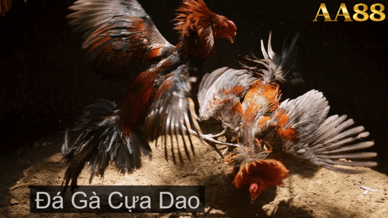 Kinh nghiệm tham gia đá gà cựa dao tại aa88